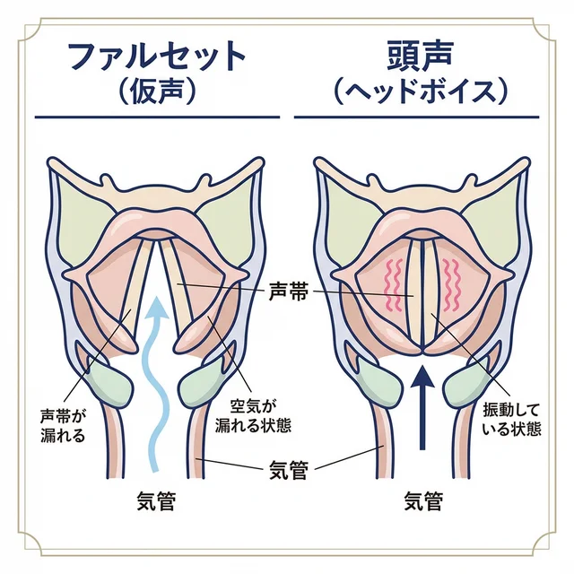 ファルセットとヘッドボイスの声帯閉鎖状態の比較図